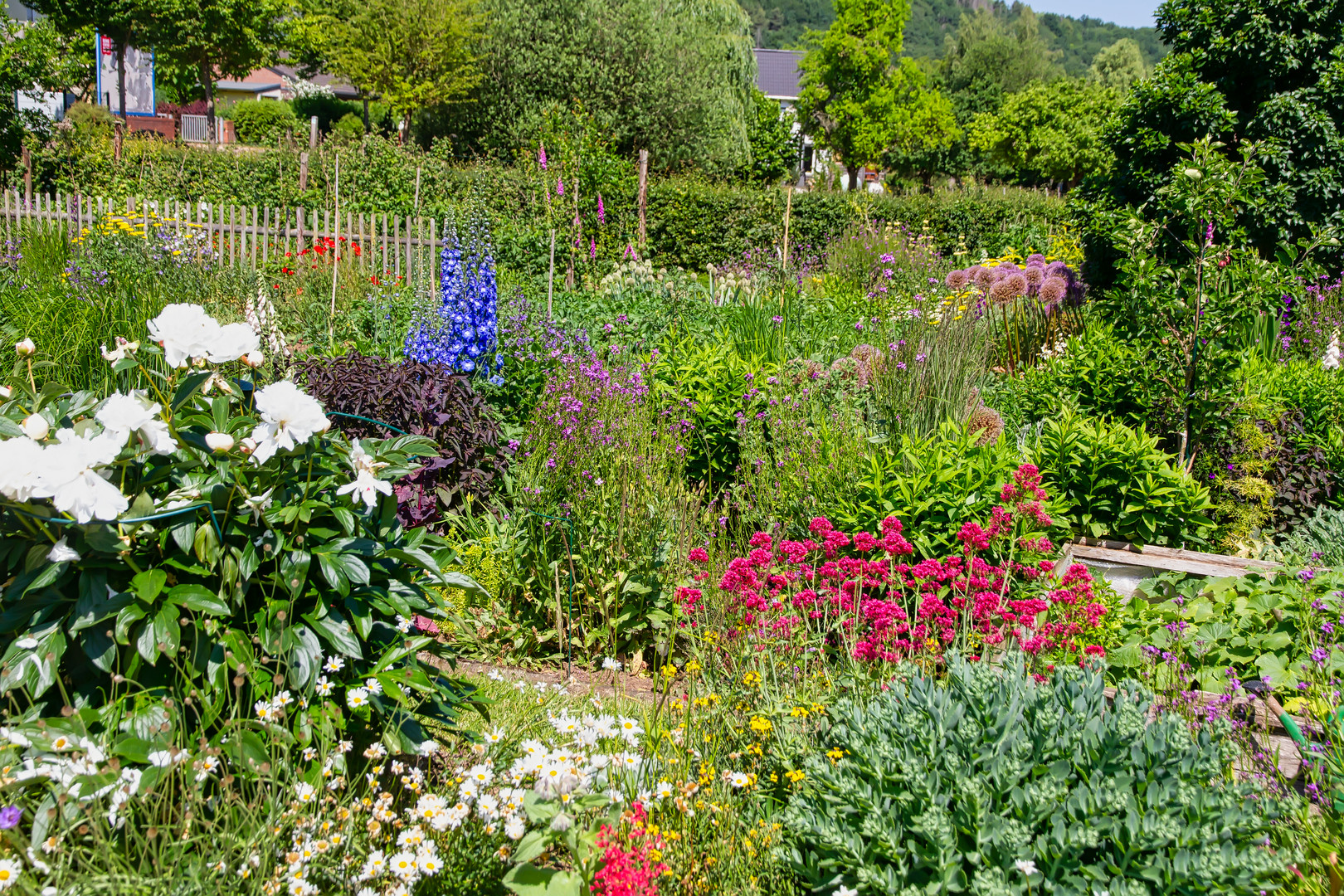 Ein Bauerngarten in der Eifel Foto & Bild pflanzen, pilze & flechten