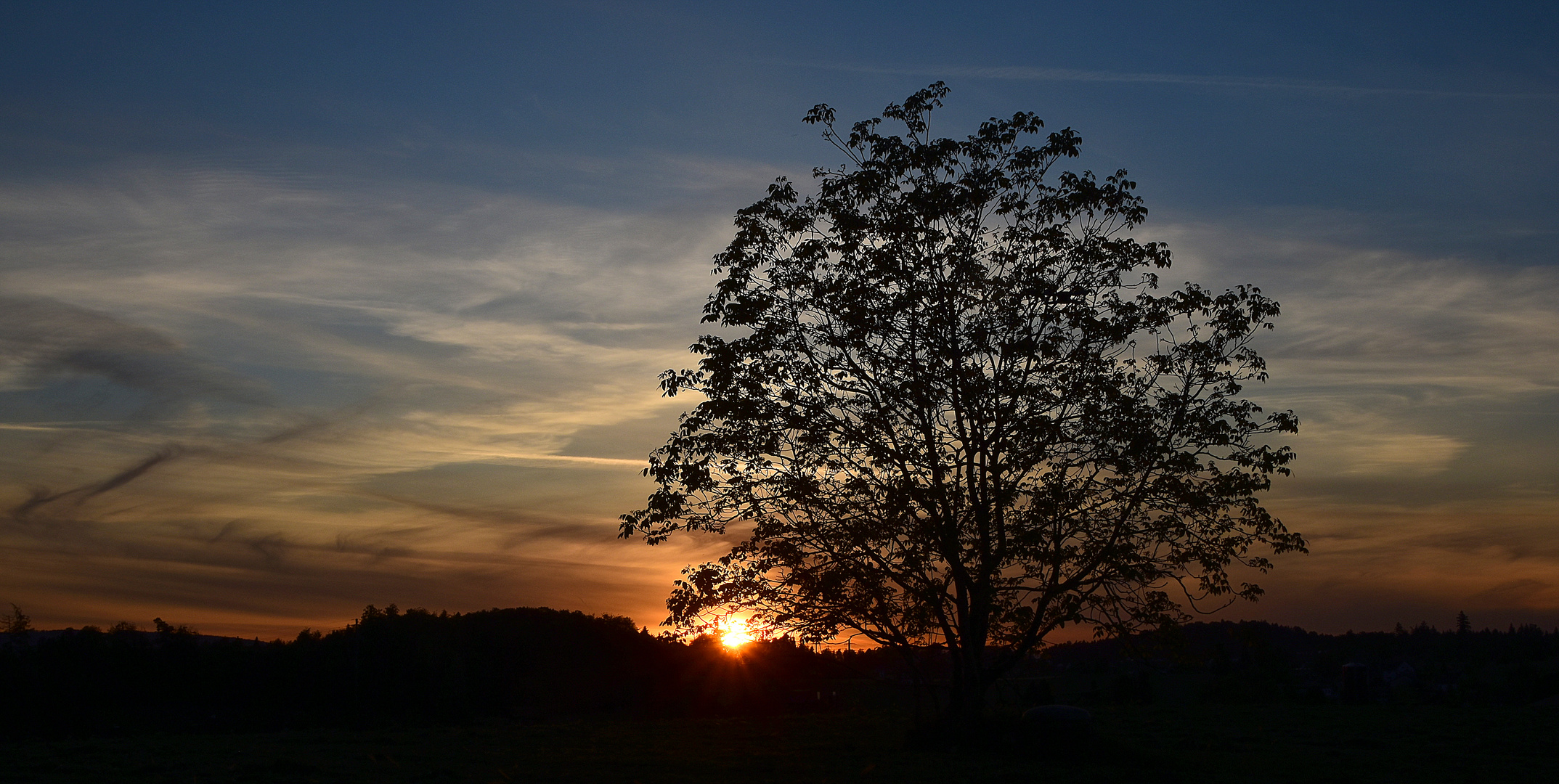 Ein Baum