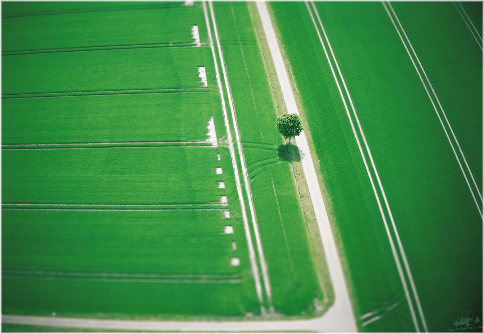 ein Baum