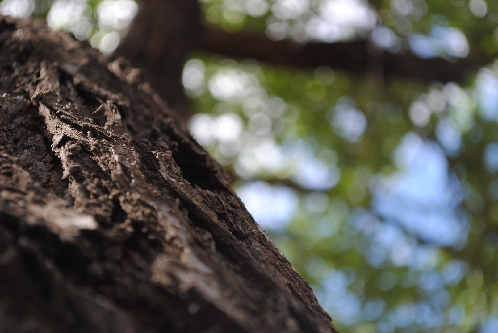 Ein Baum