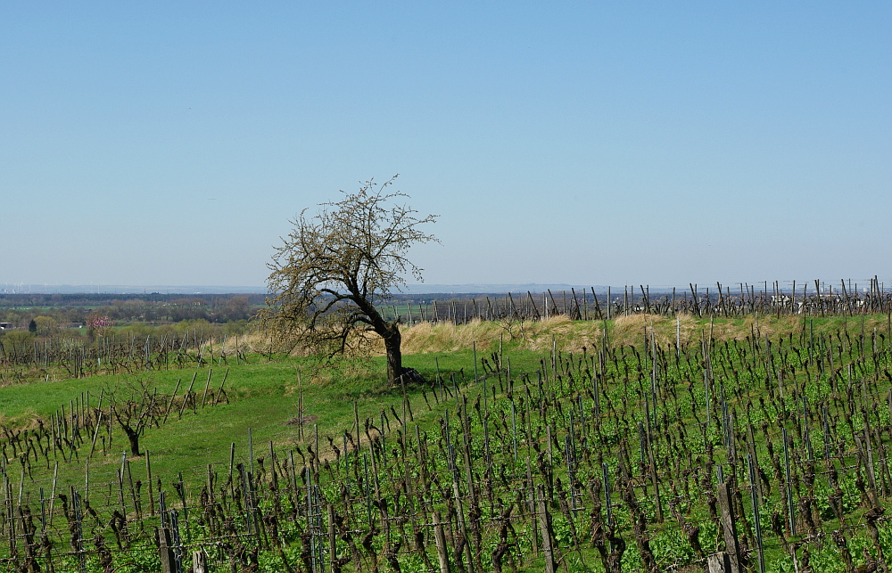 Ein Baum...