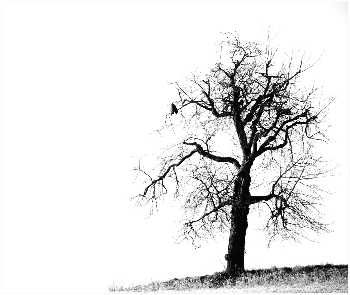 ...ein baum...