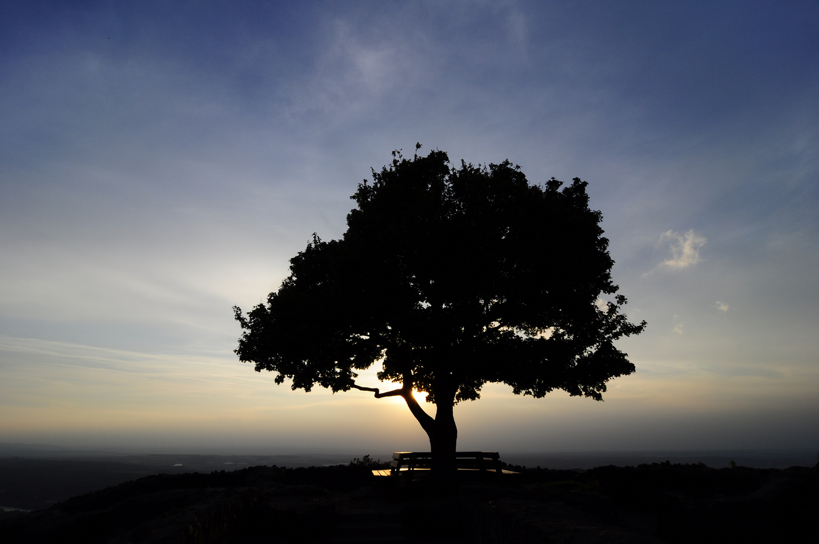 ein Baum