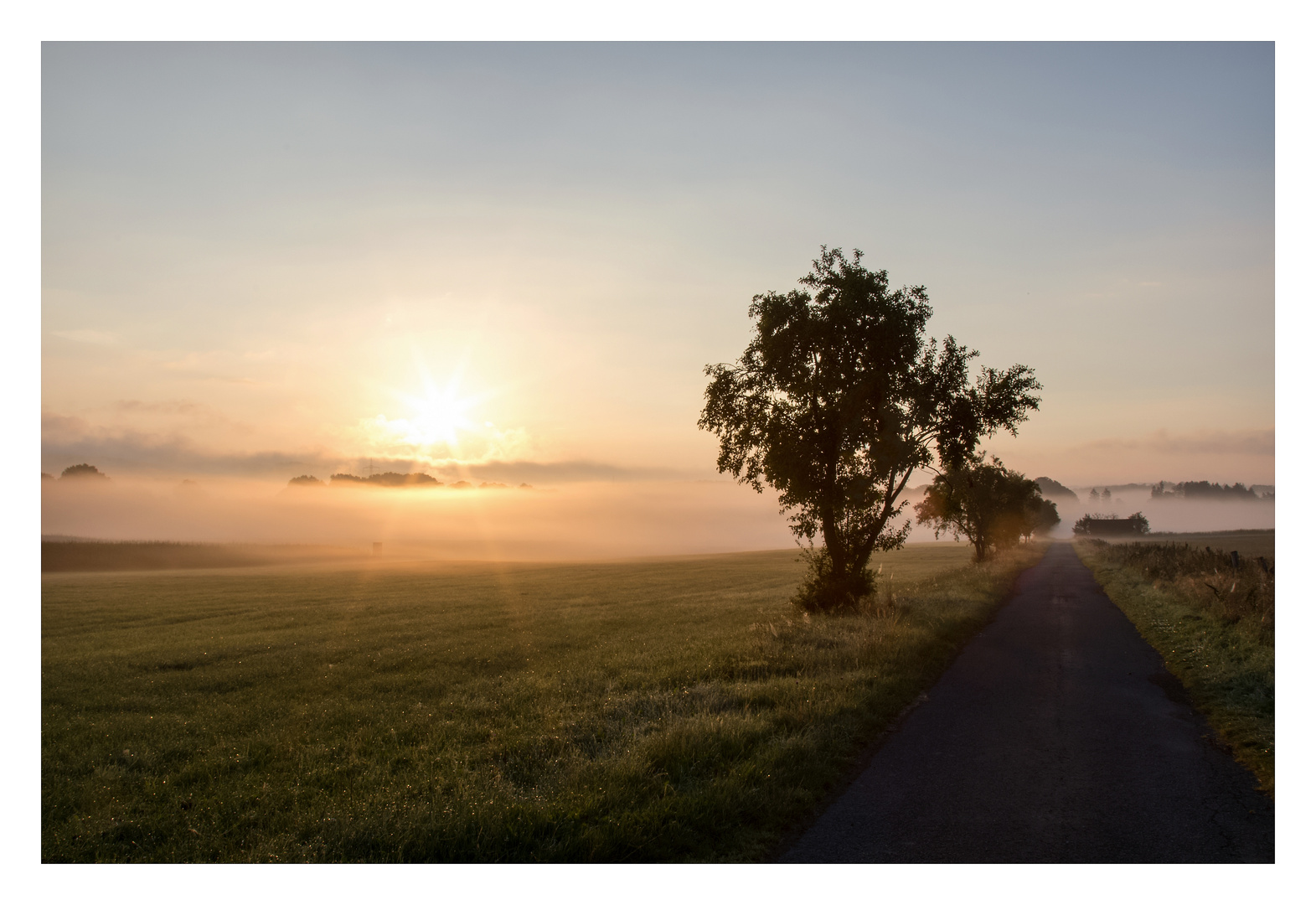 Ein Baum