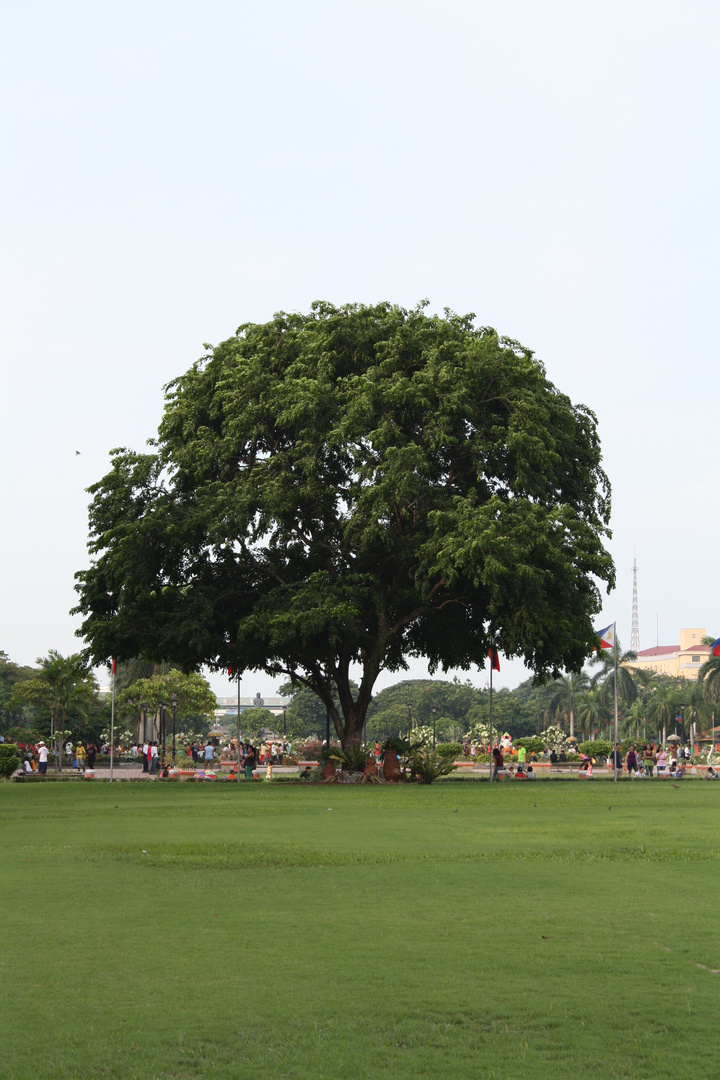 Ein Baum