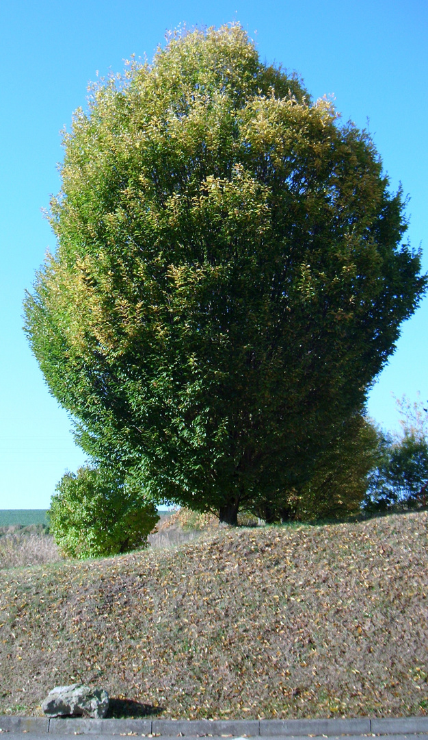 Ein Baum