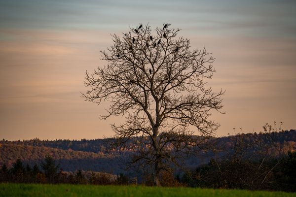 Ein Baum...