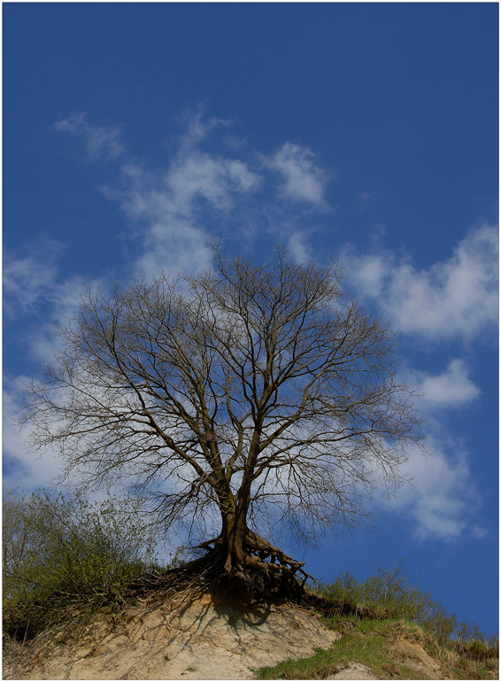 Ein Baum