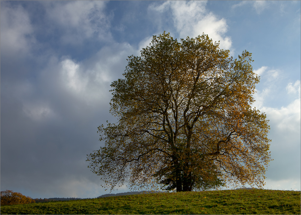 ein Baum