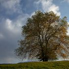 ein Baum