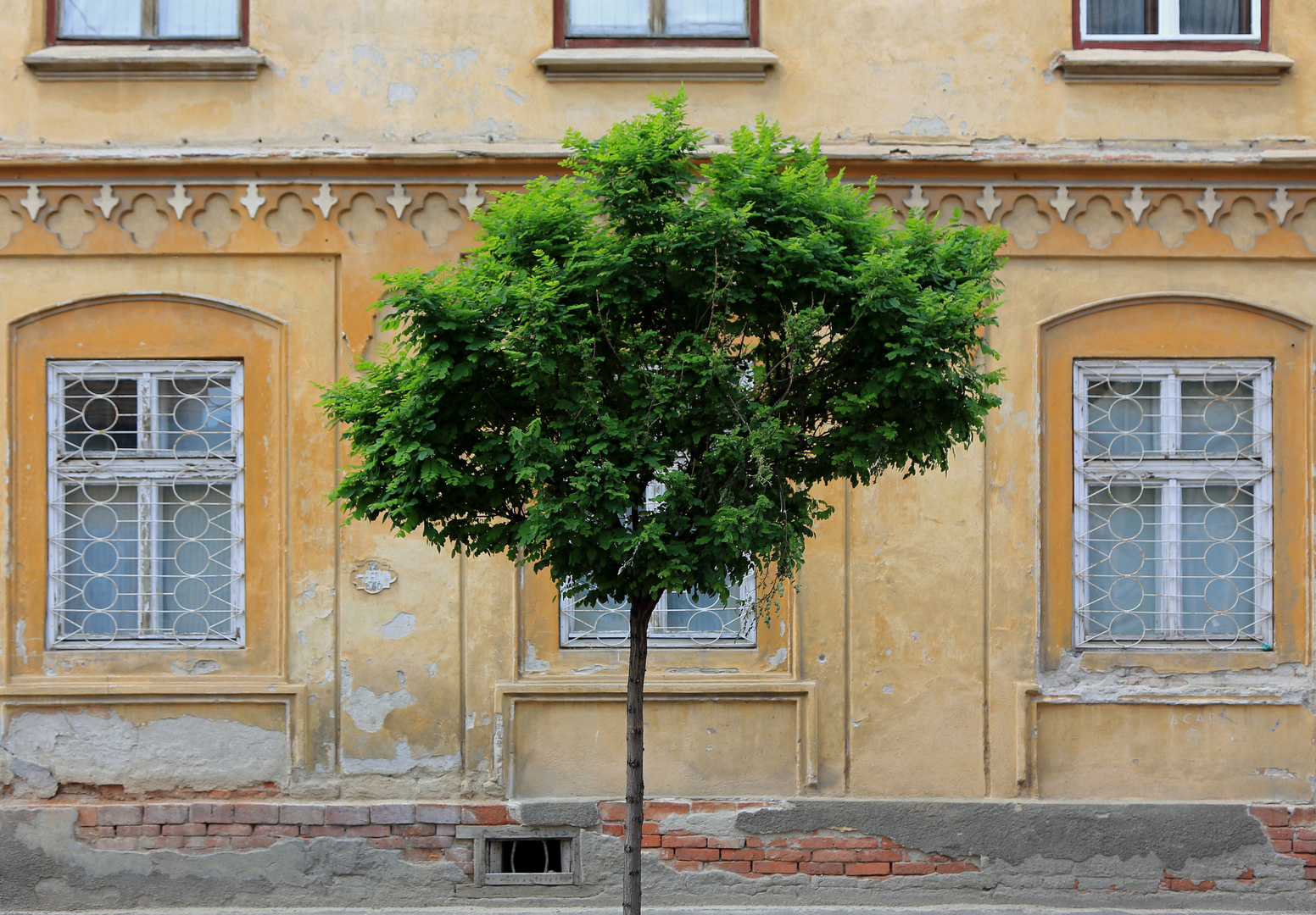 ein baum