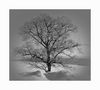 *Ein Baum...* von alexmile 