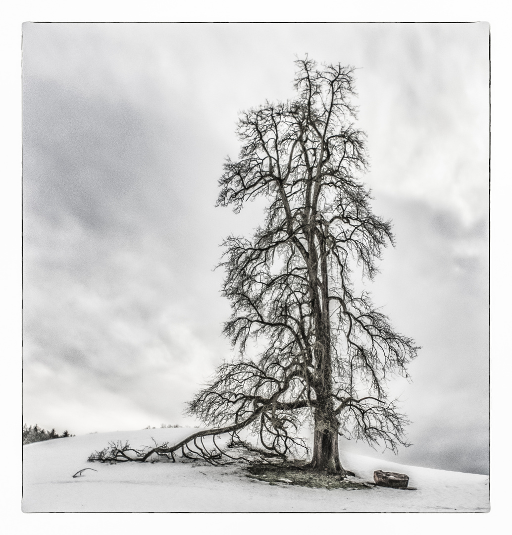 Ein Baum