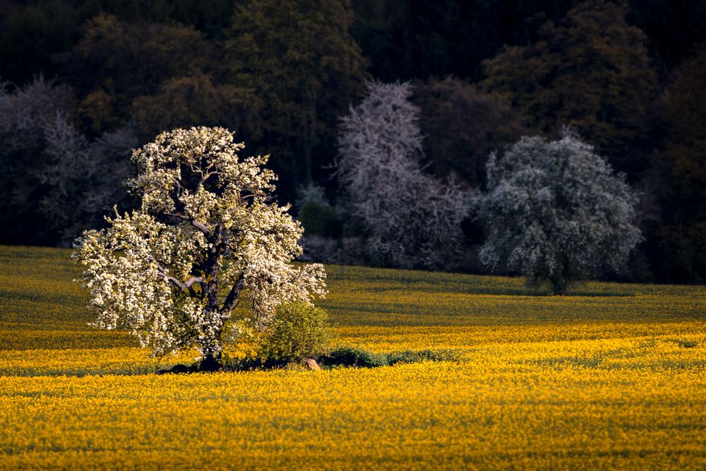 Ein Baum...