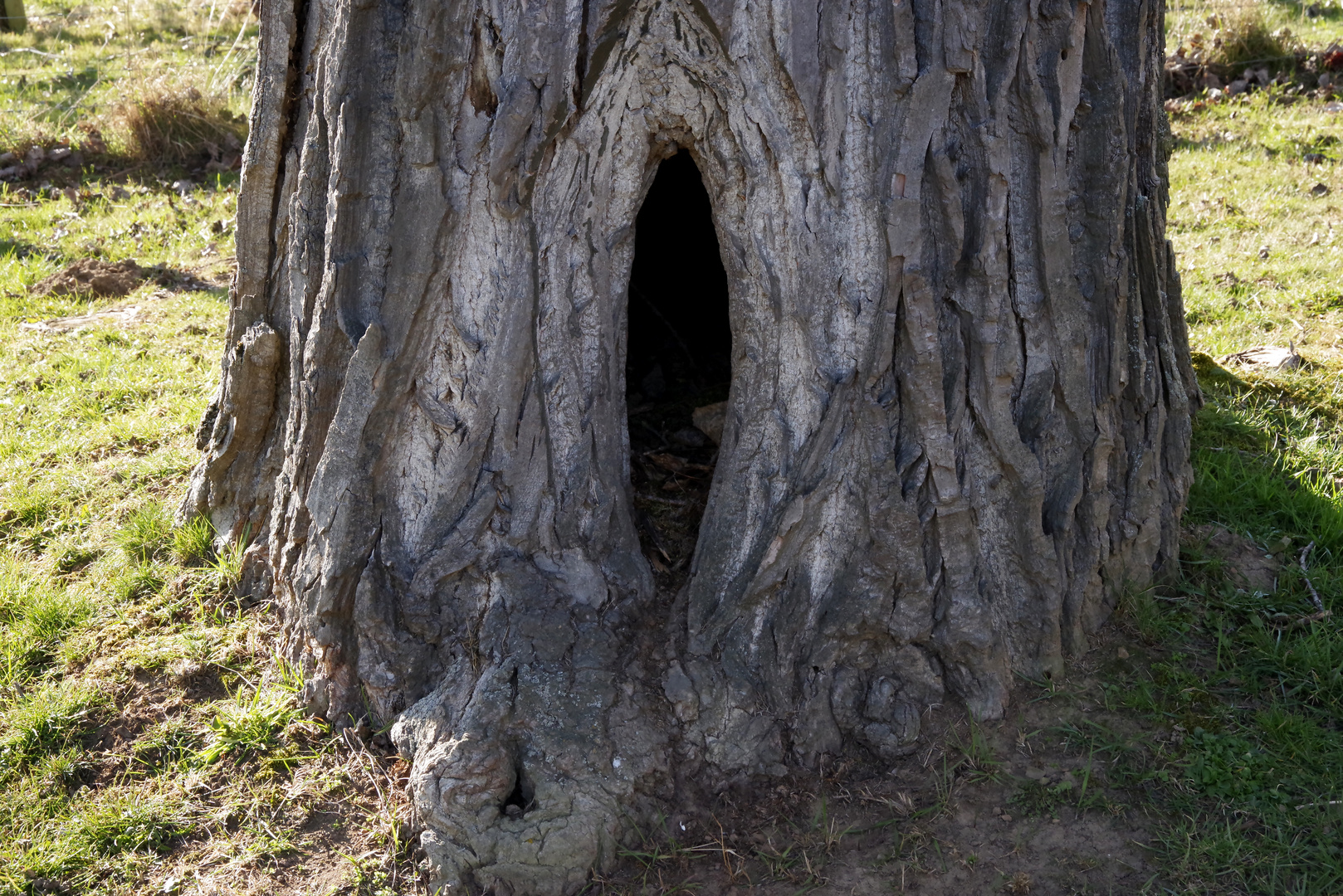 ...ein Baum