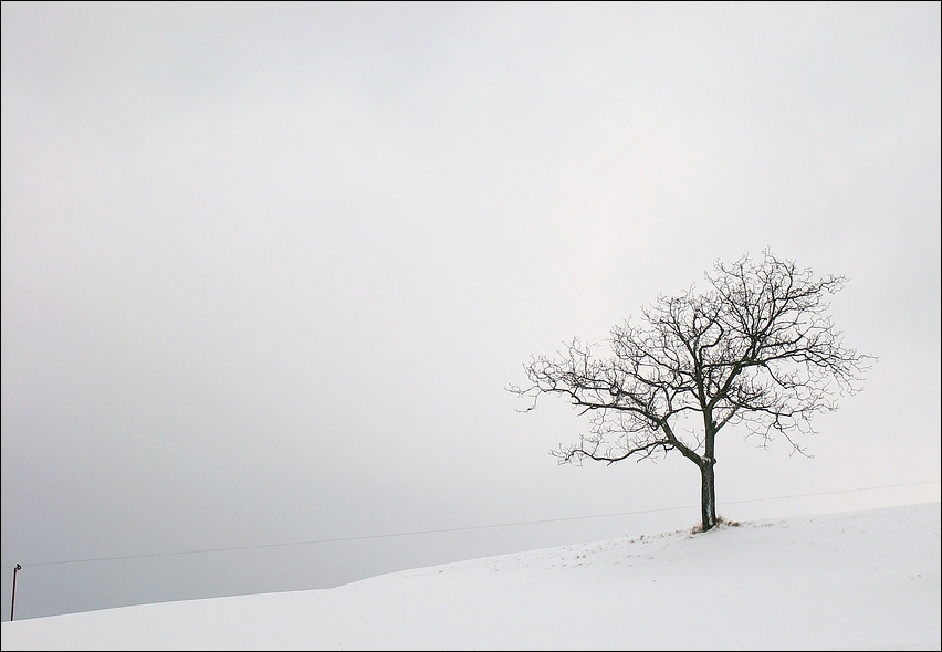 .. ein Baum ..