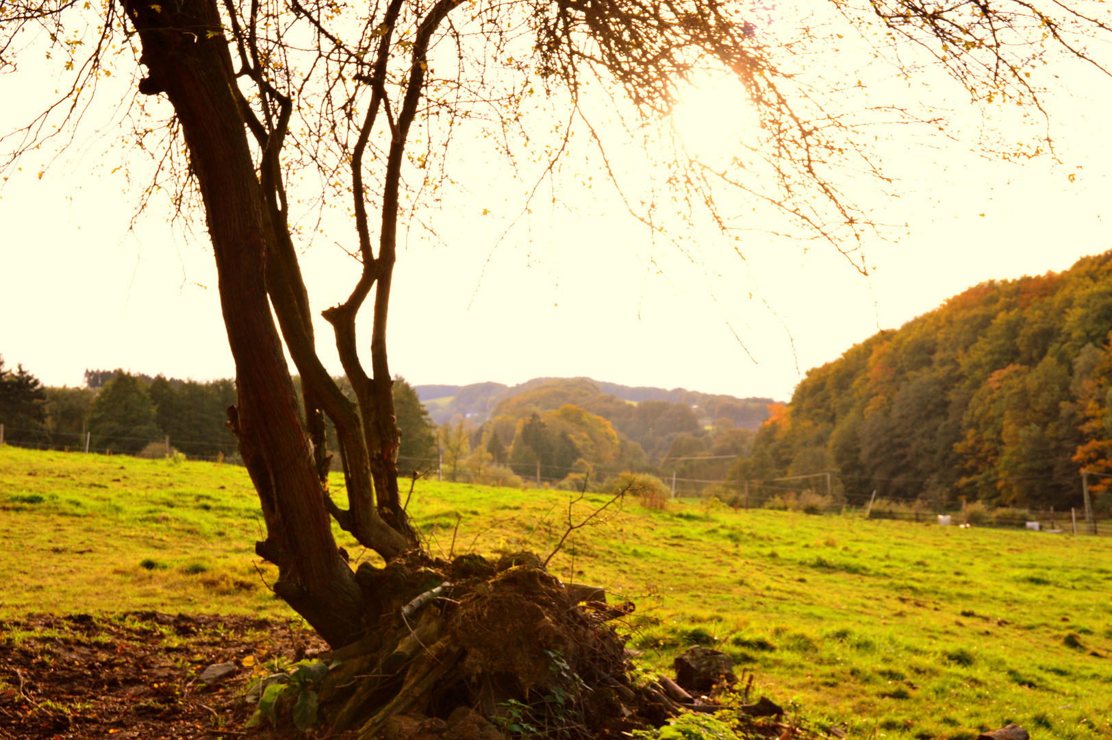 Ein Baum