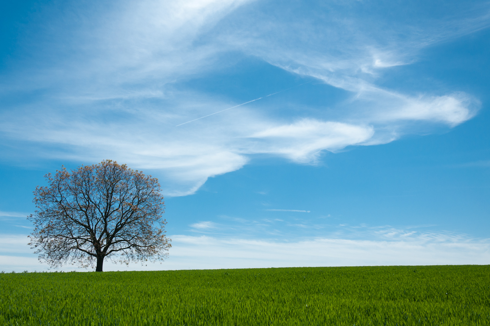 Ein Baum