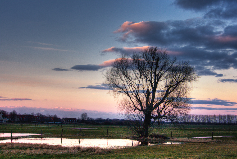 Ein Baum.