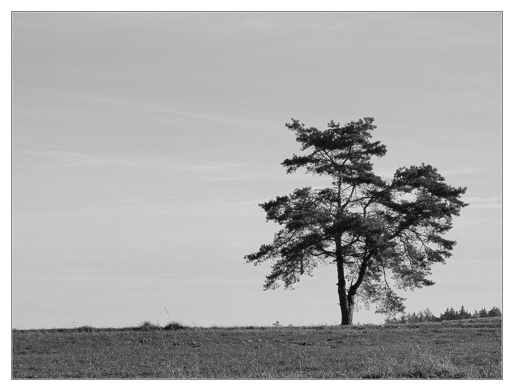 Ein Baum