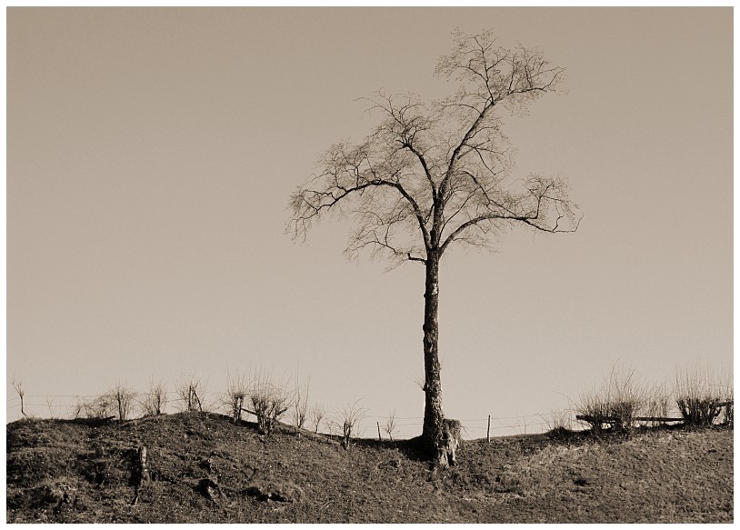 ein Baum