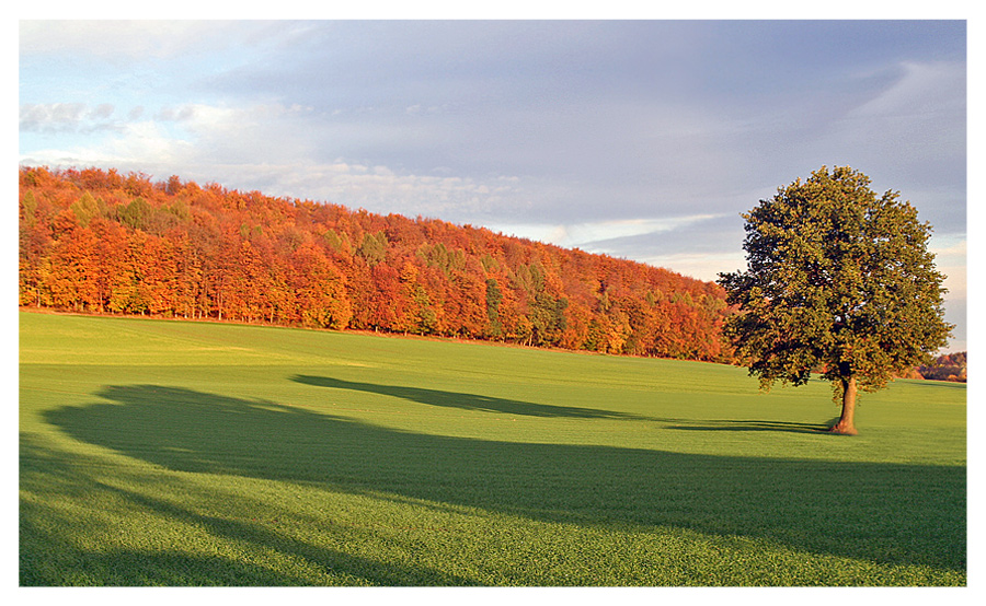 Ein Baum