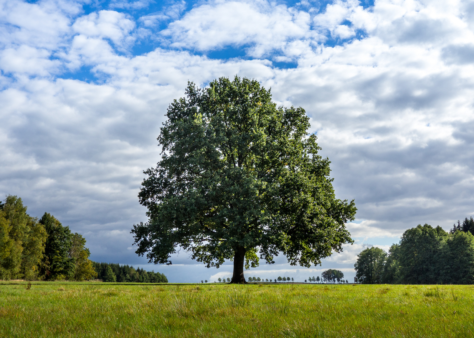 Ein Baum