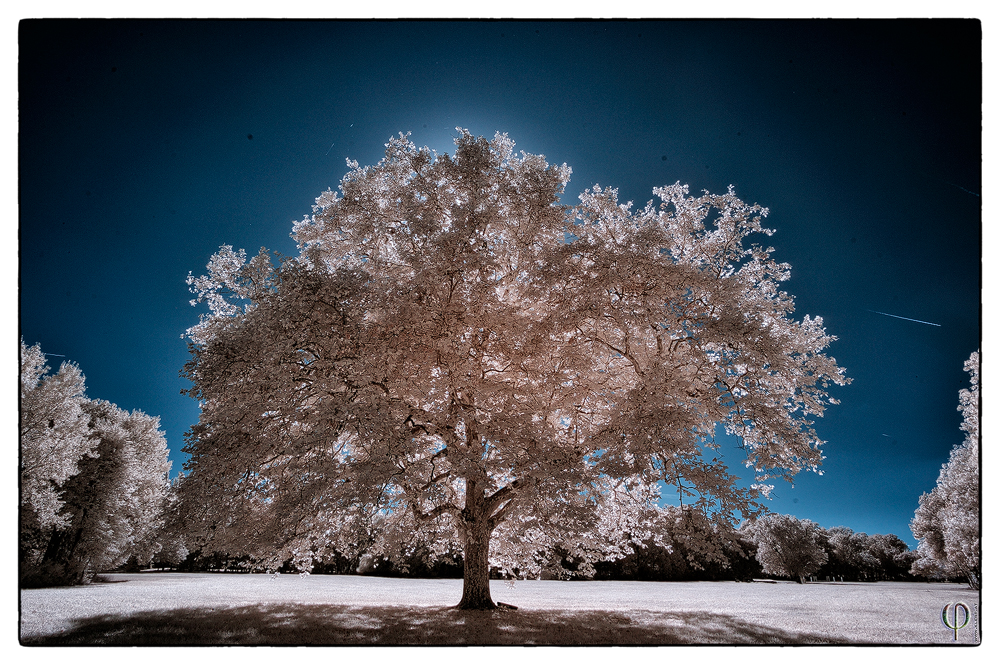 ein Baum