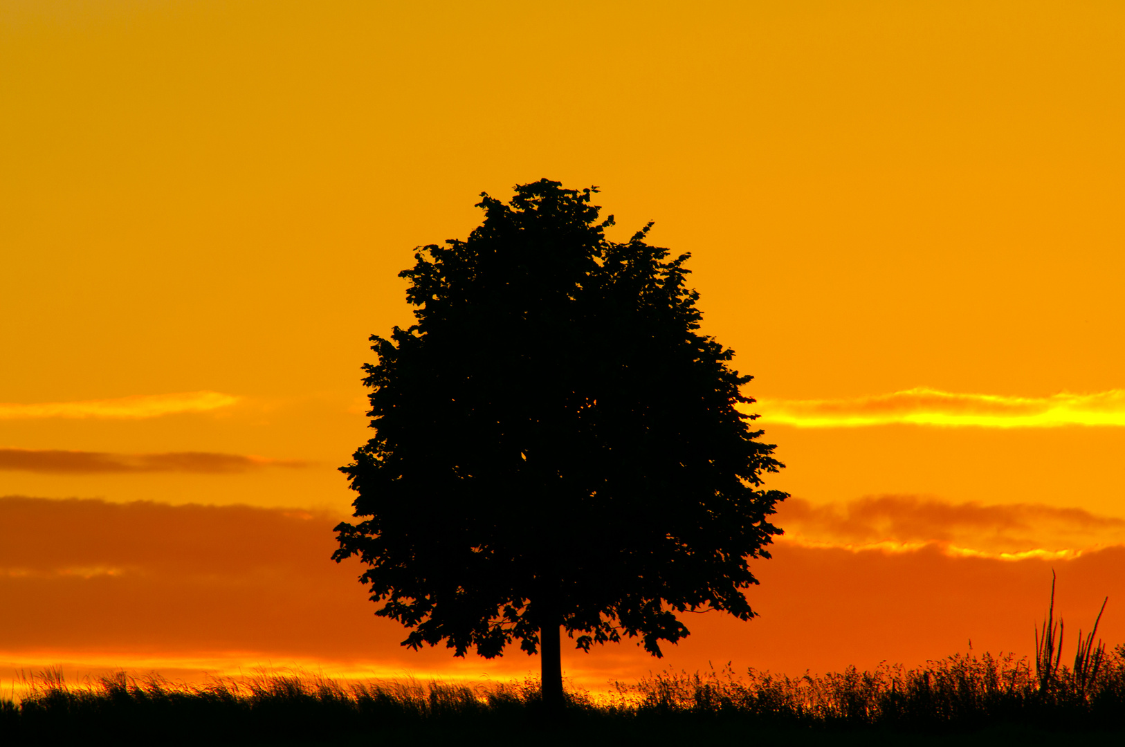 Ein Baum