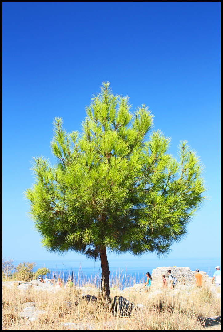 ein Baum