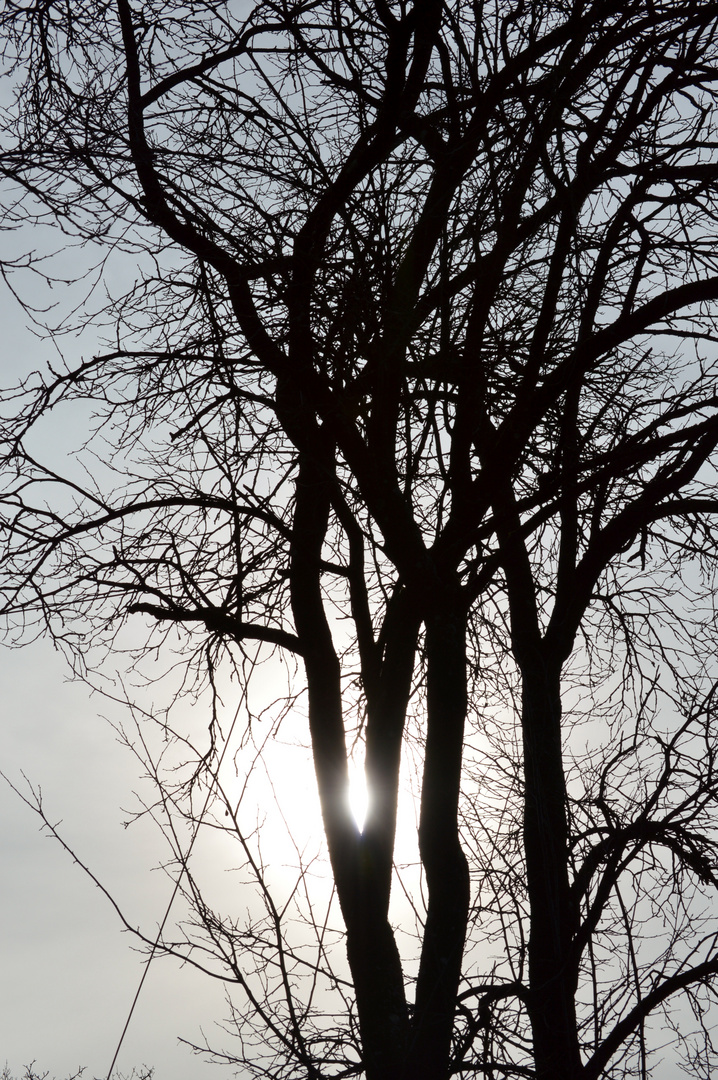 Ein Baum