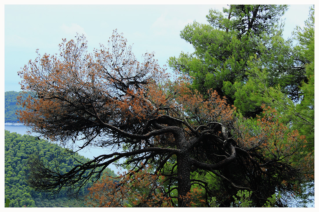 Ein Baum, ...