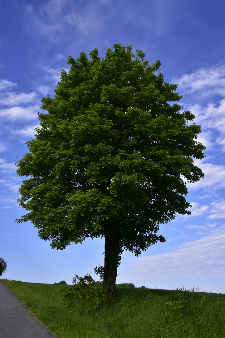 Ein Baum