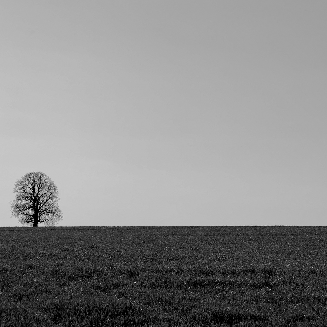 Ein Baum