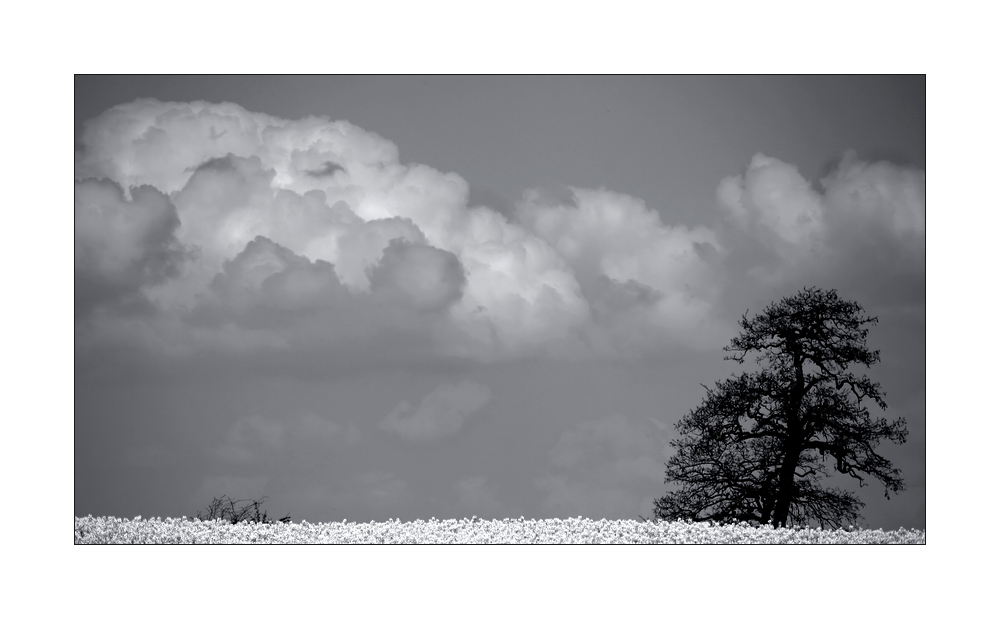 ° ein-baum