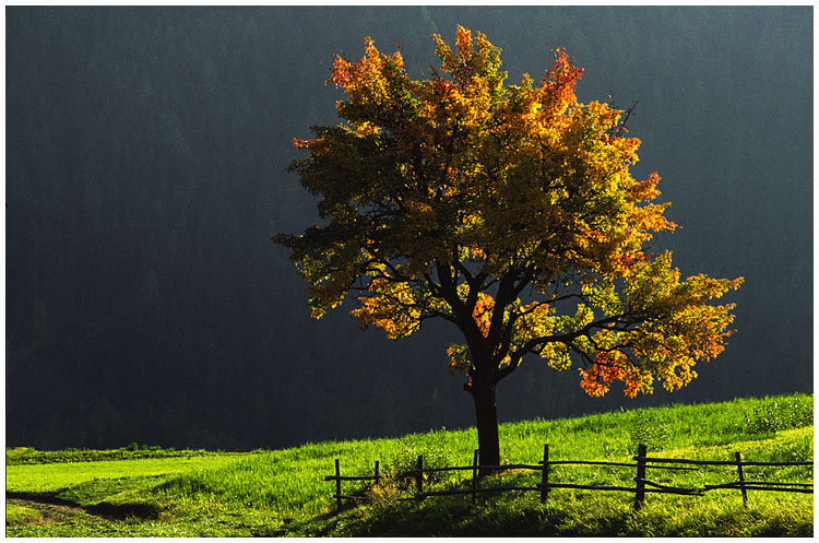 ein Baum