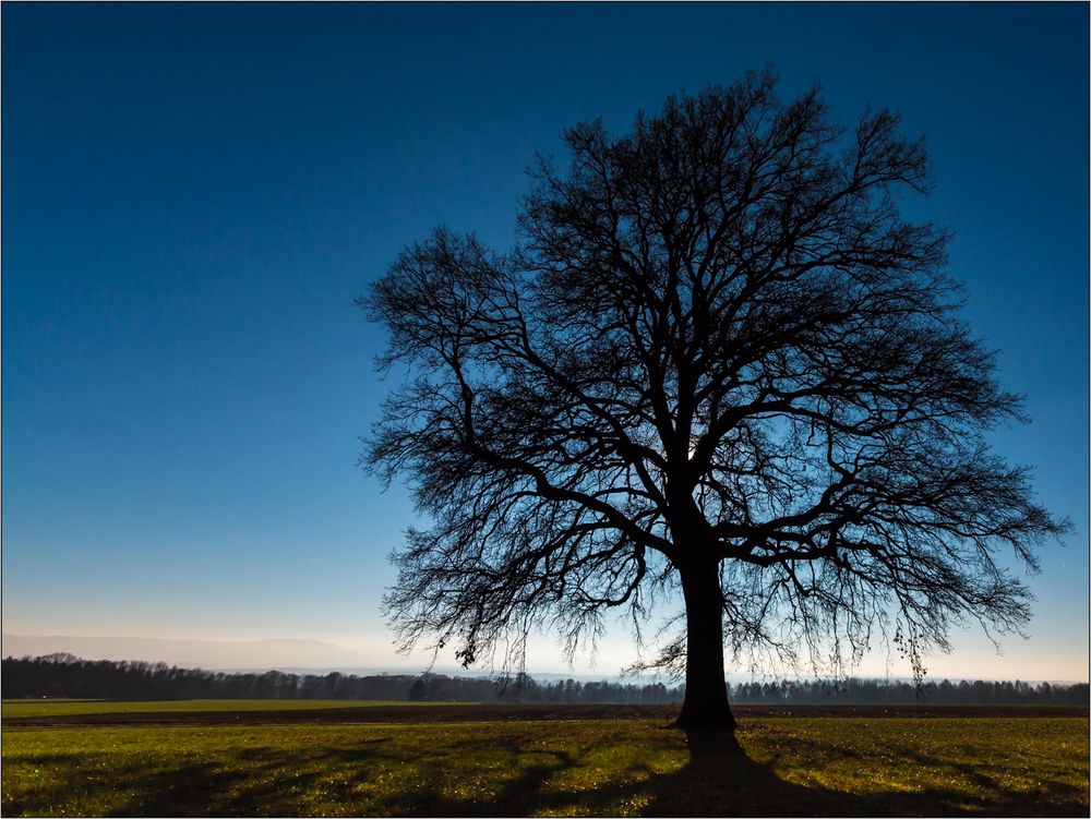 Ein Baum