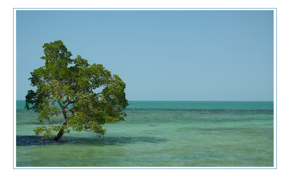 Ein Baum