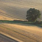 Ein Baum