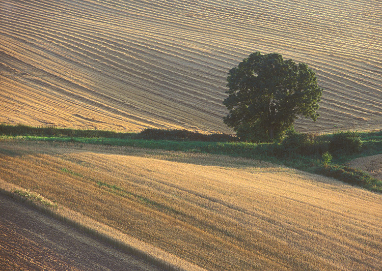 Ein Baum