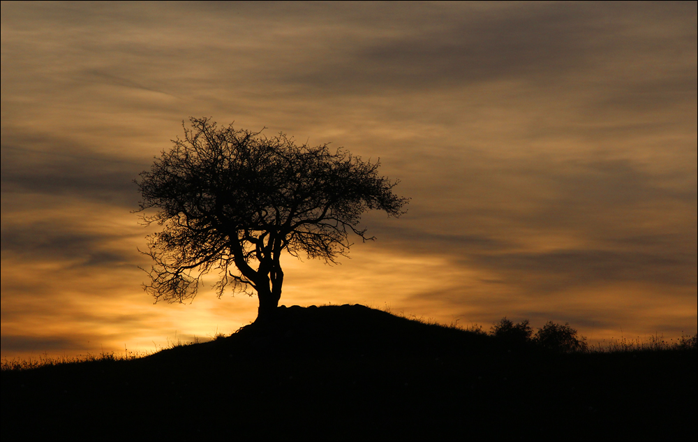 Ein Baum ...