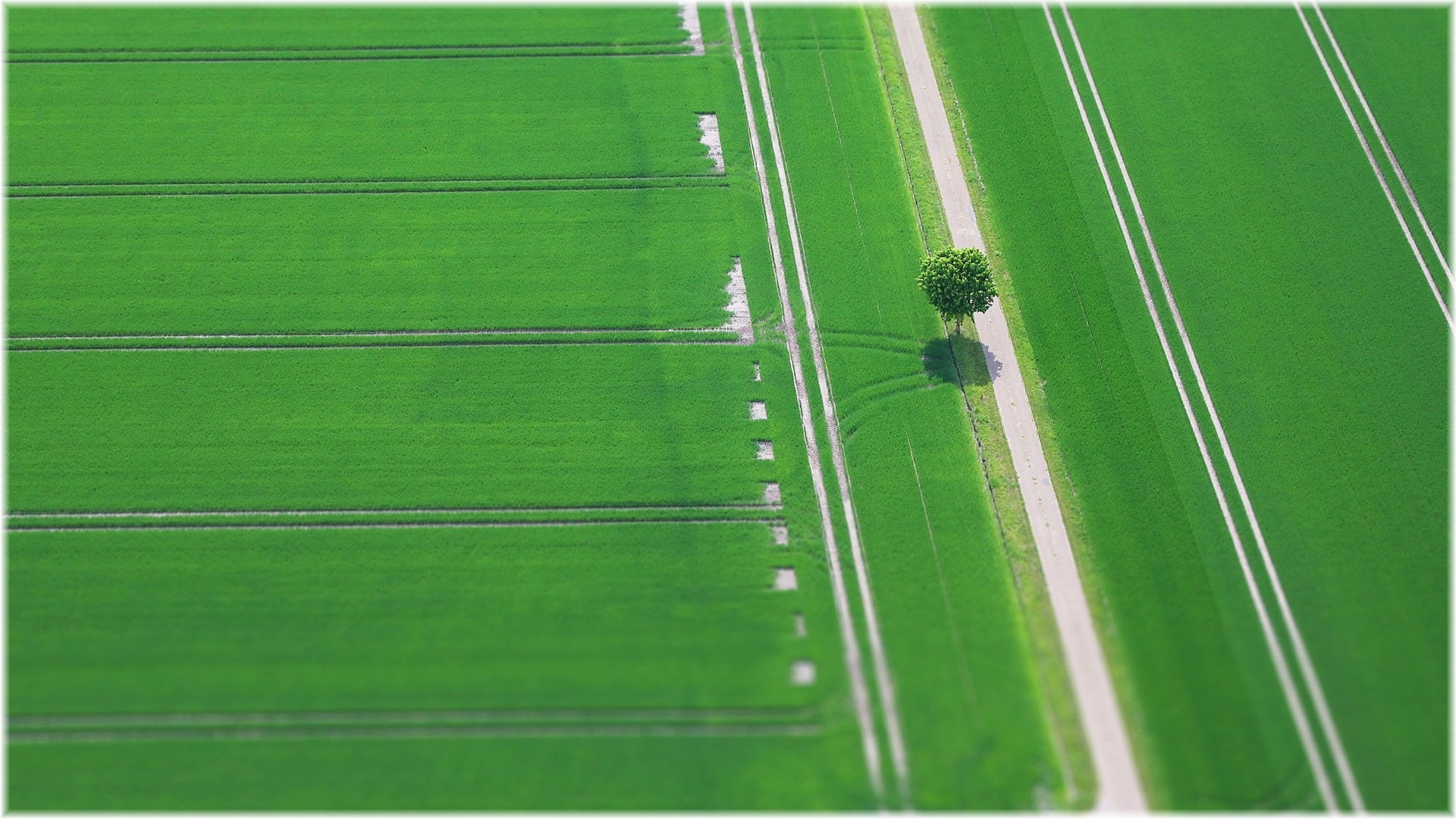 ein Baum