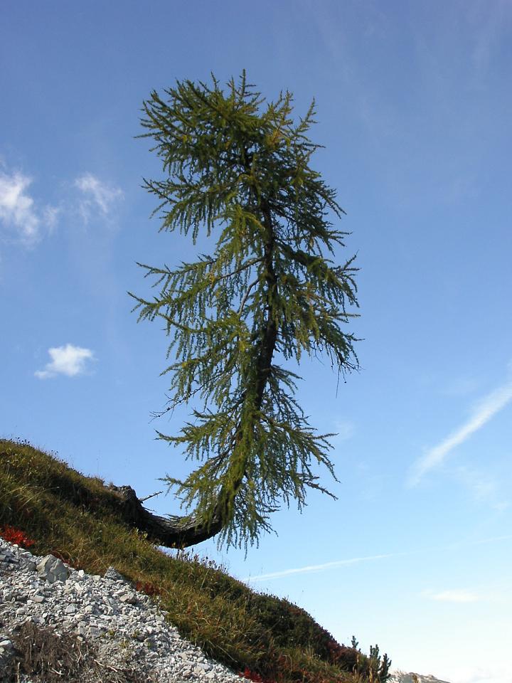 ein Baum