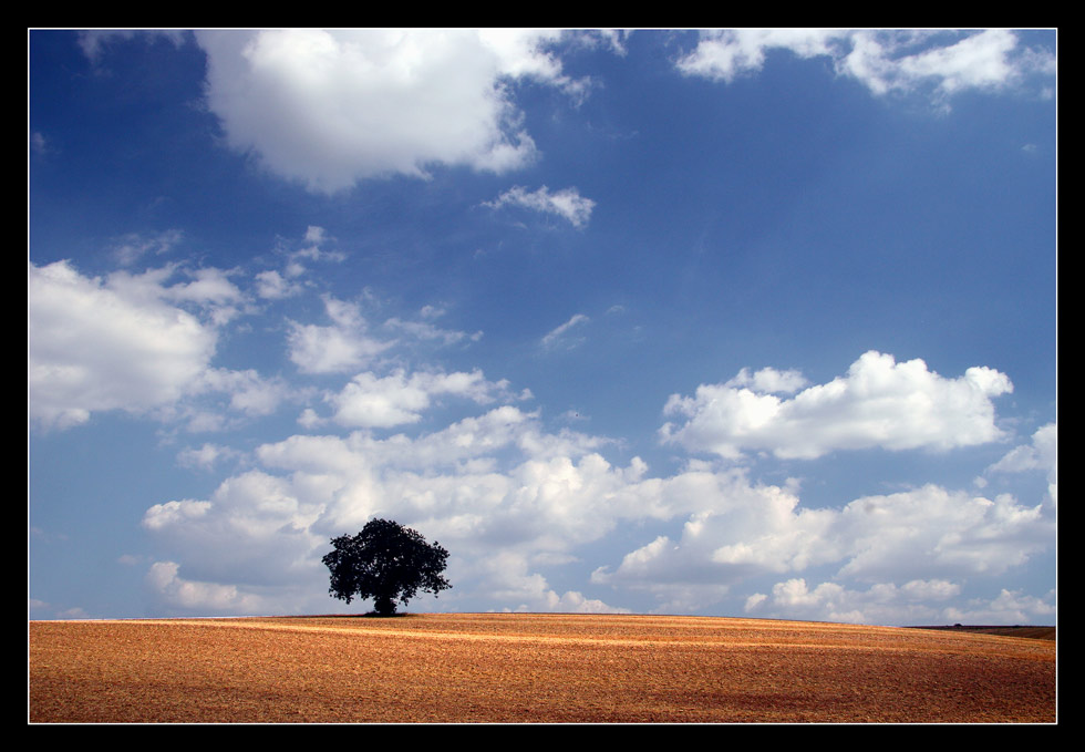 Ein Baum