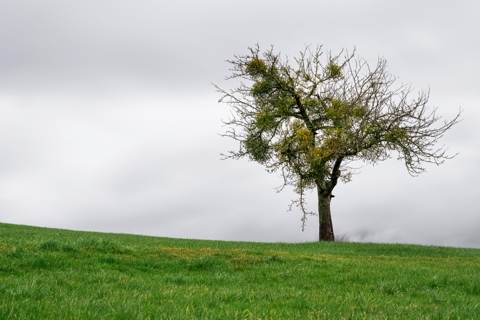 Ein Baum