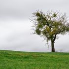 Ein Baum