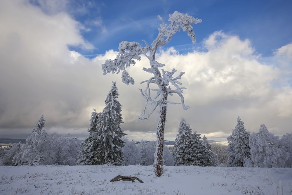 Ein Baum 