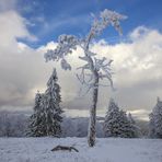 Ein Baum 