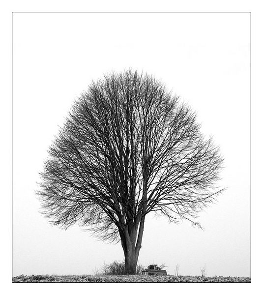 Ein Baum ...