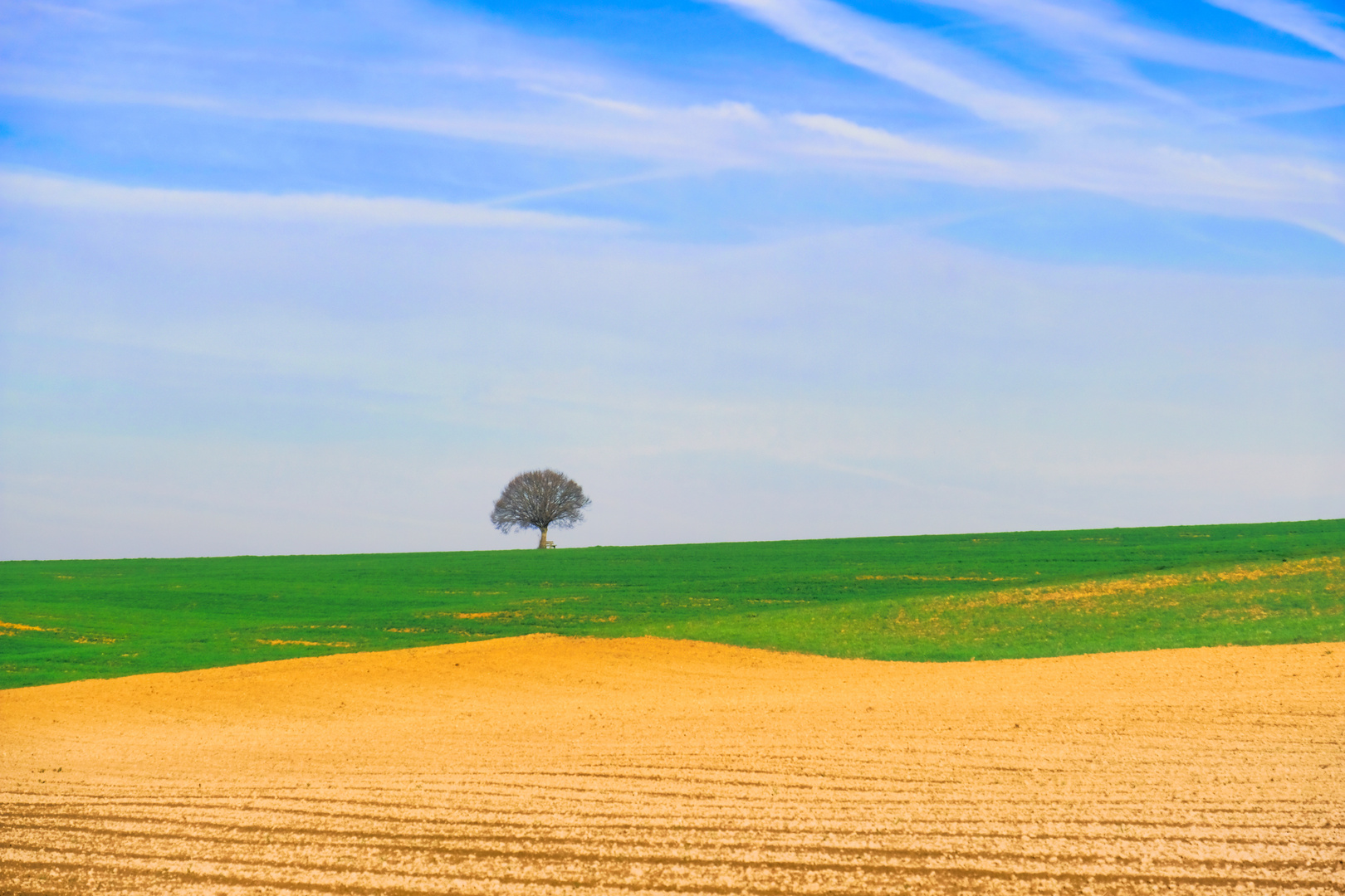 Ein Baum